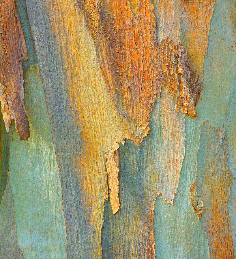 Winter Eucalypt Abstract Photograph by Margaret Saheed