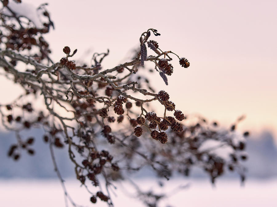 Winter evening Photograph by Jouko Lehto
