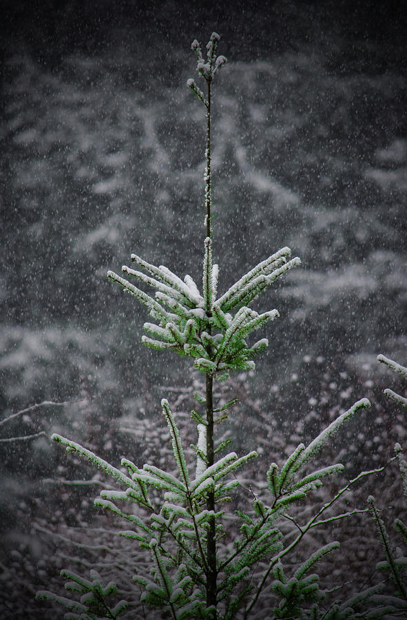 Winter Evergreen Photograph by Tikvahs Hope