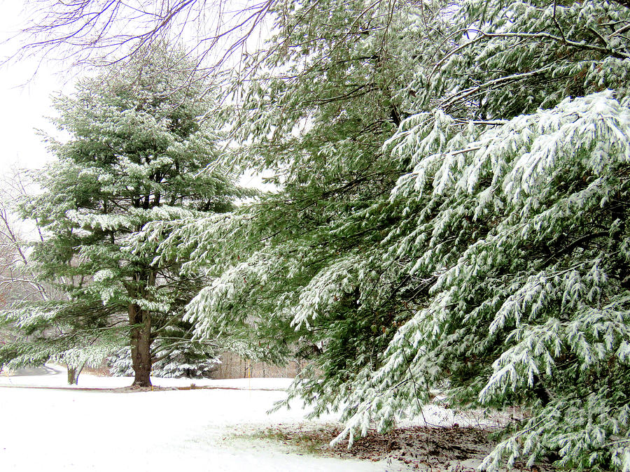 Winter Evergreens  Photograph by Janice Drew