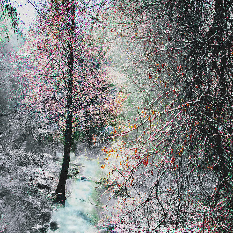 Winter Fairyland Photograph by Susan Eileen Evans