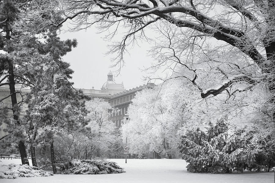 Winter Fairytale in Brno. Black and White Photograph by Jenny Rainbow