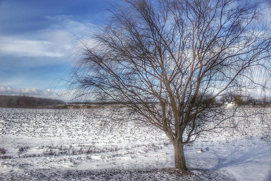 9003 - Winter Farm Willow Tree Photograph by Sheryl L Sutter