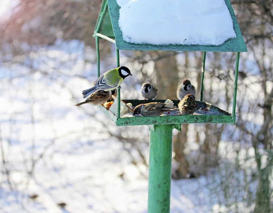 Winter Feeding By Iuliia Malivanchuk Photograph