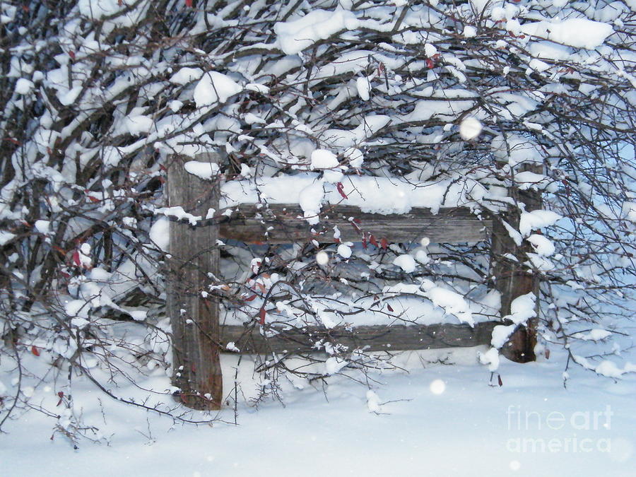 Winter Fence Photograph by Ann E Robson