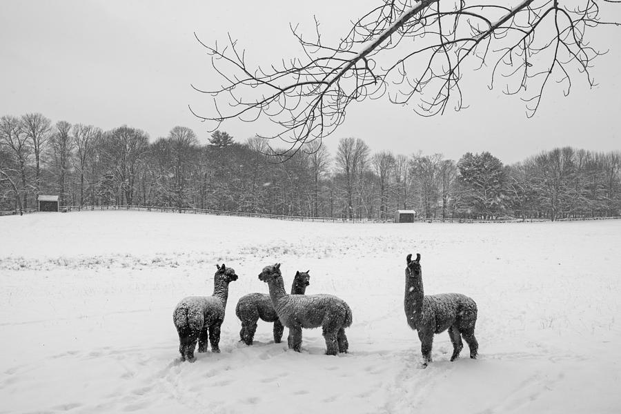 Winter Field Alpacas Metro West Black and White Photograph by Toby McGuire