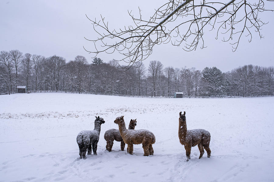 Llama Photograph - Winter Field Alpacas Metro West by Toby McGuire