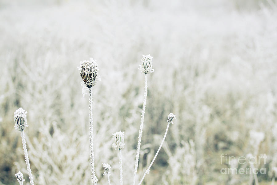 Winter Field Photograph by Anastasy Yarmolovich