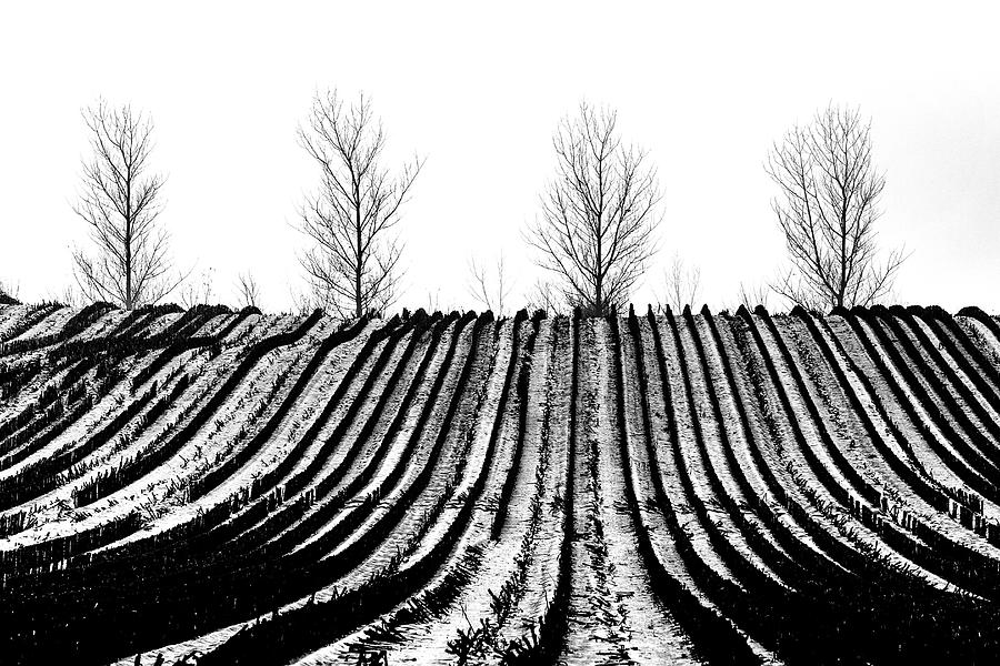 Winter fields Photograph by Mike Santis