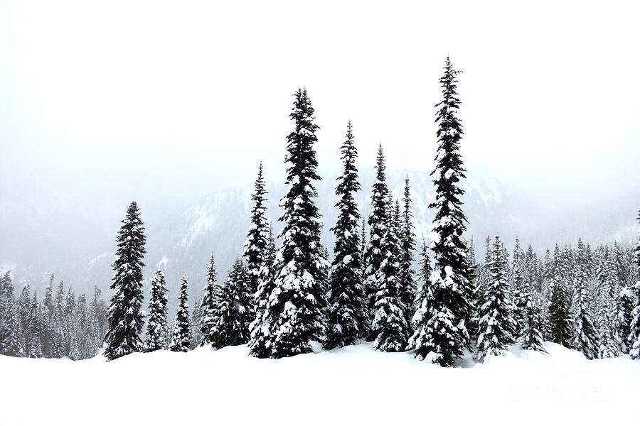 Winter Firs Photograph by Tatyana Searcy