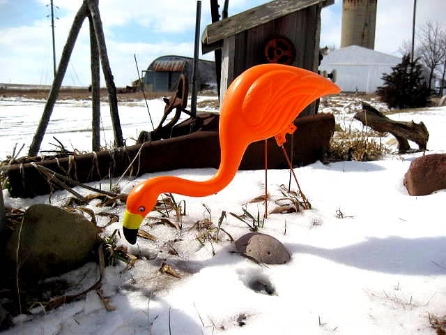 Winter Flamingo Photograph by Jan VonBokel