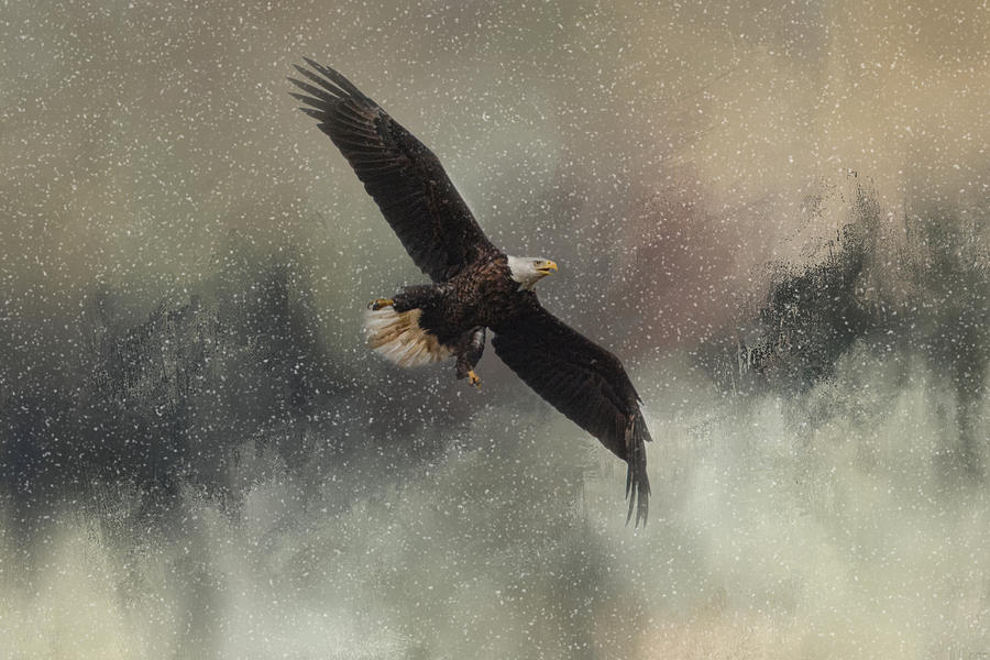 Winter Flight - Bald Eagle Photograph by Jai Johnson