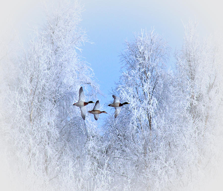 Winter Flight of the Geese Photograph by Movie Poster Prints
