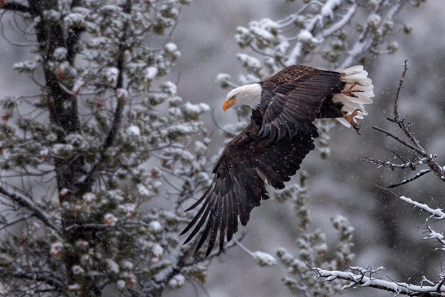 Winter Flight Photograph by Sandy Sisti