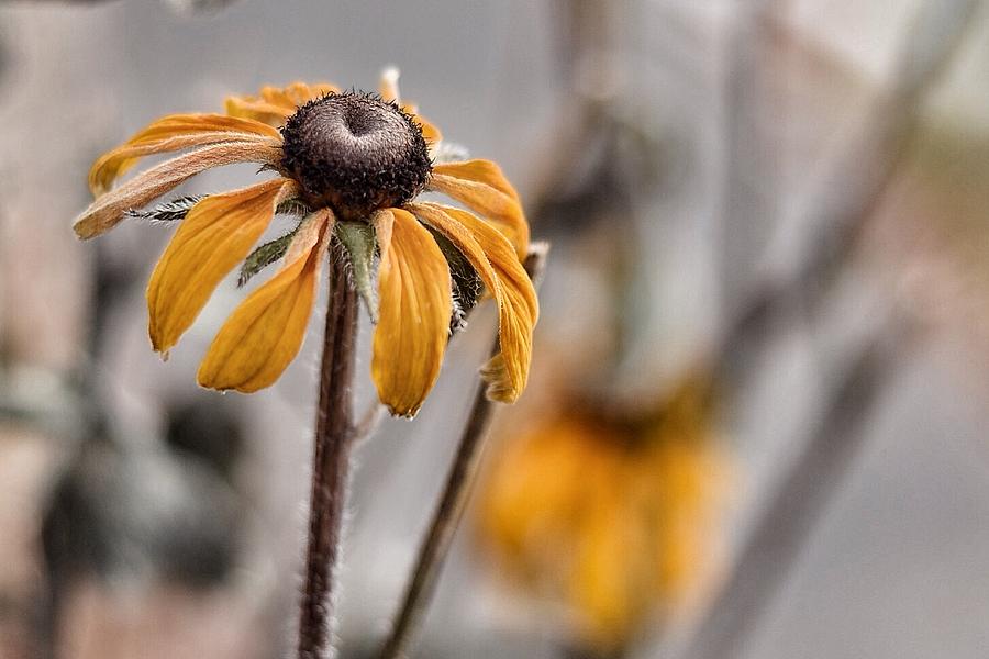 Winter Photograph - Winter Flower by Bryan Higgins