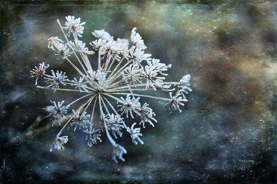 Winter Flower Photograph by Randi Grace Nilsberg