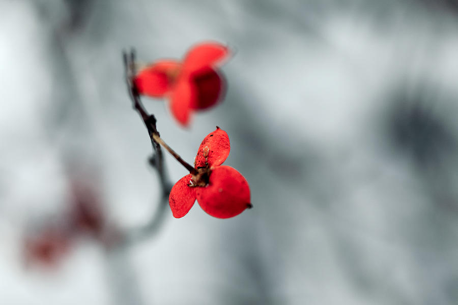 Winter Flower Photograph by Todd Klassy