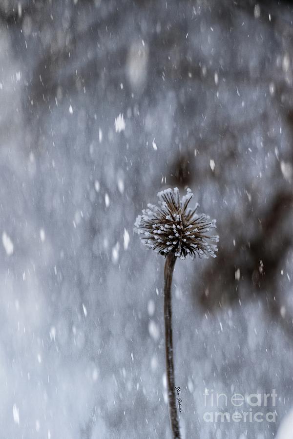 Winter flower Photograph by Yumi Johnson