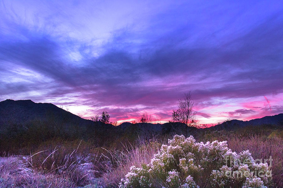Winter Flowers at Sunset Photograph by Amy Sorvillo