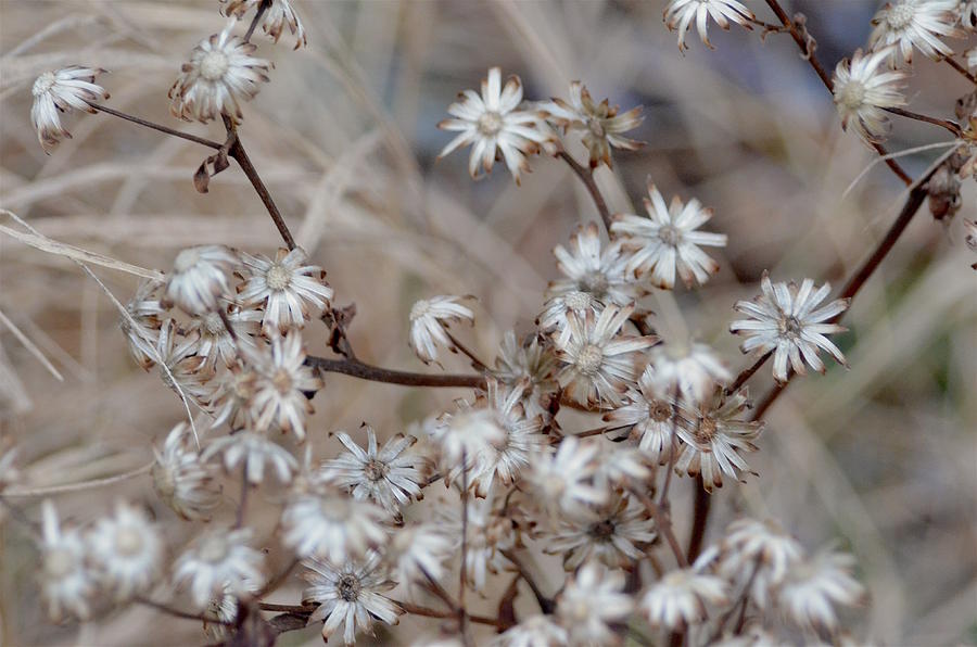 Winter Flowers Photograph by Hella Buchheim