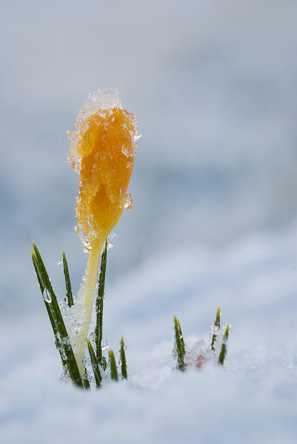 Winter Flowers Photograph by Robert Potts