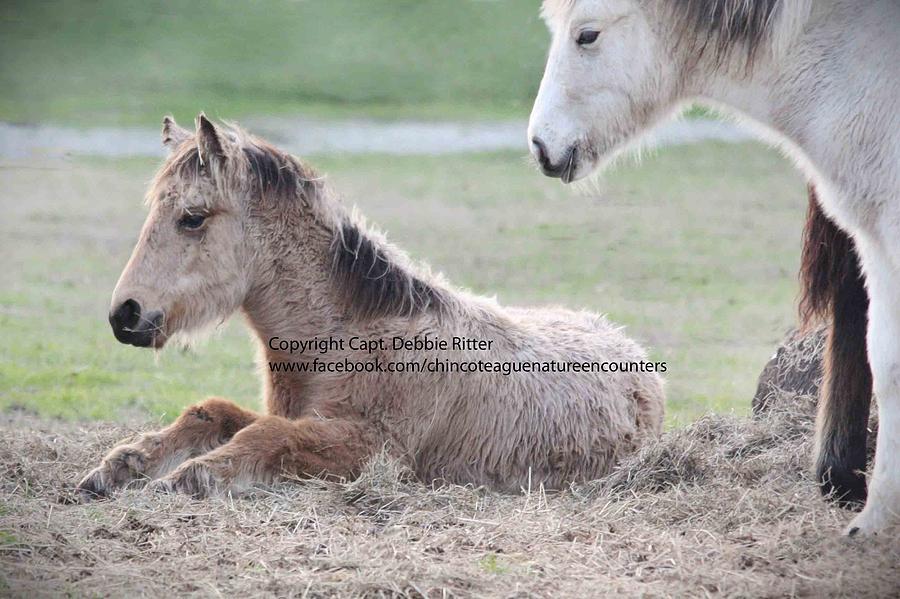 Foal Photograph - Winter Foal 2015 Buckskin by Captain Debbie Ritter Foal Photograph - Winter Foal 2015 Buckskin by Captain Debbie Ritter