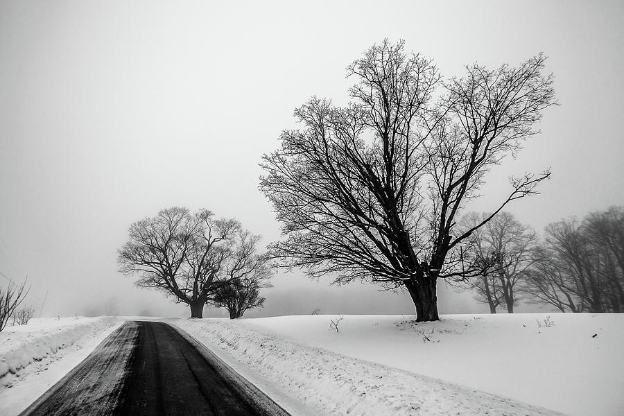 Winter Fog and Maple Trees Photograph by Tim Kirchoff