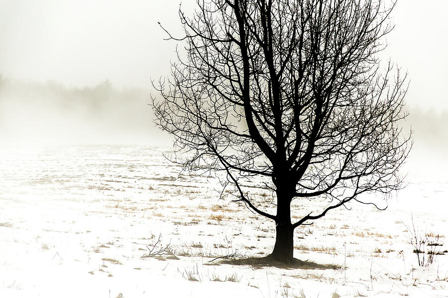 Winter Fog and Tree Photograph by Tim Kirchoff