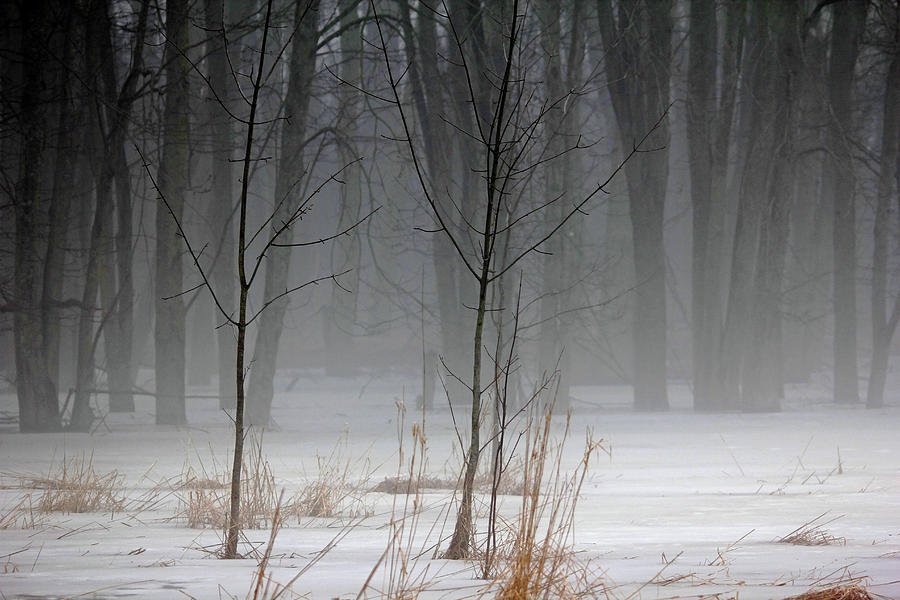 Winter Fog Photograph by Debbie Oppermann