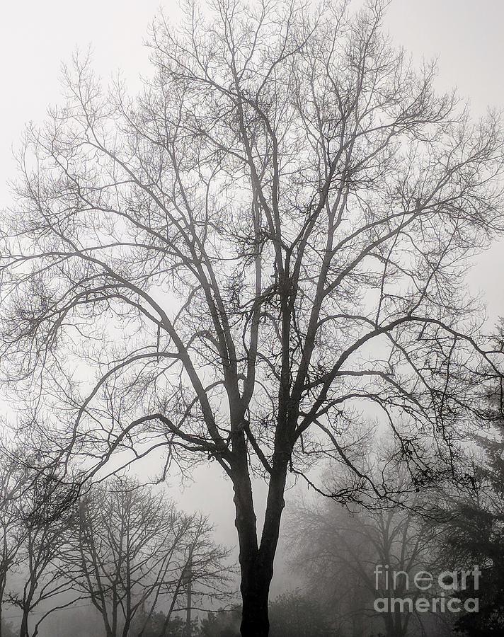 Winter Fog Photograph by Julie Pacheco-Toye