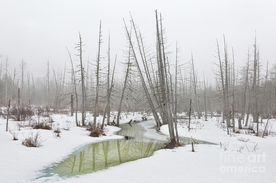 Winter Fog Photograph by Karin Pinkham