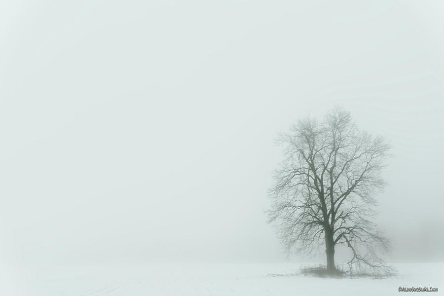 Winter Fog Photograph by LeeAnn McLaneGoetz McLaneGoetzStudioLLCcom