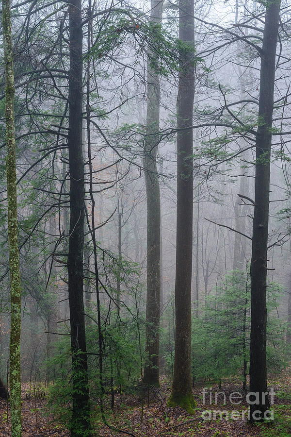 Winter Fog Monongahela National Forest Photograph by Thomas R Fletcher