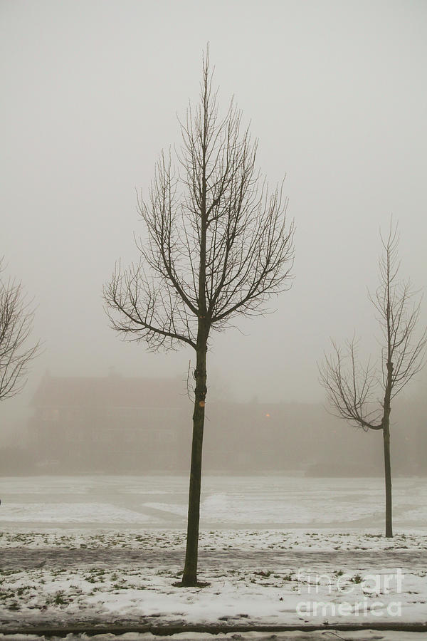 Winter fog Photograph by Patricia Hofmeester