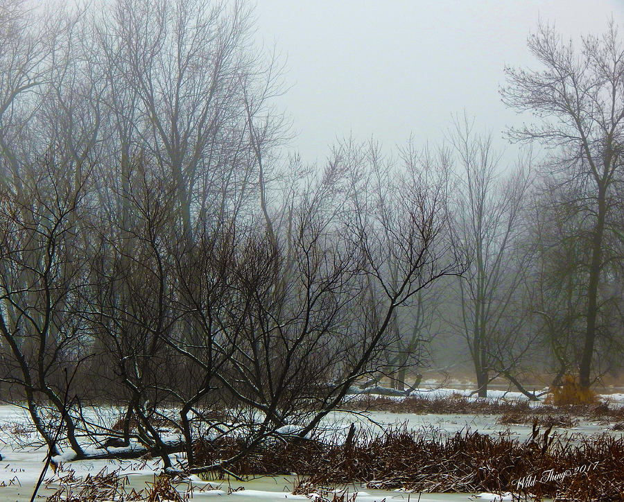 Winter Fog Photograph by Wild Thing