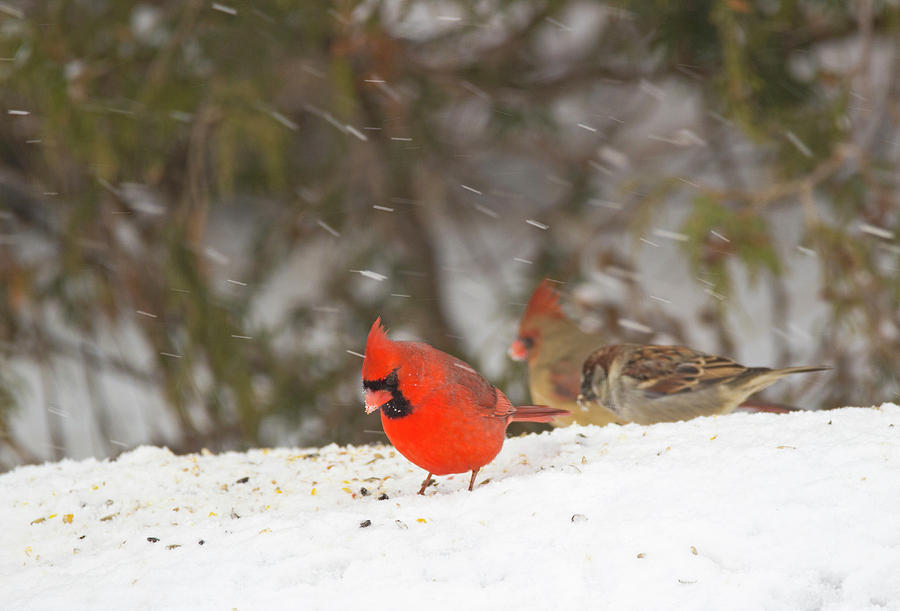 Cardinal Photograph - Winter Forage - Northern Cardinal - Cardinalis cardinalis by Spencer Bush