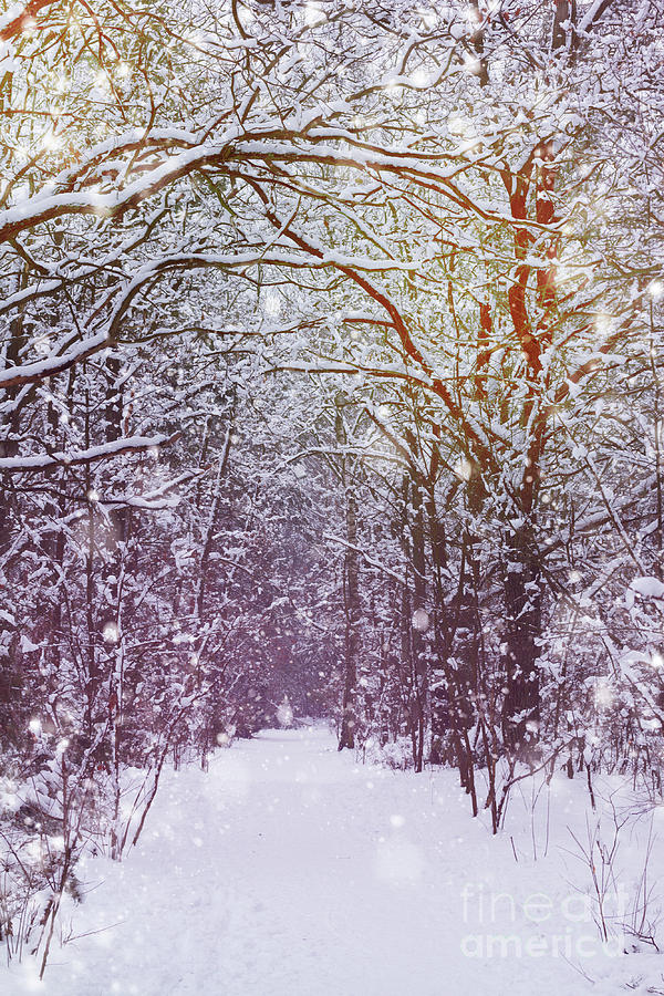 Winter Forest 2 Photograph by Anastasy Yarmolovich