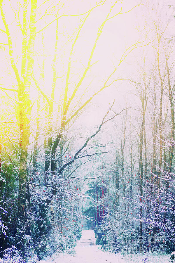 Winter Forest Photograph by Anastasy Yarmolovich