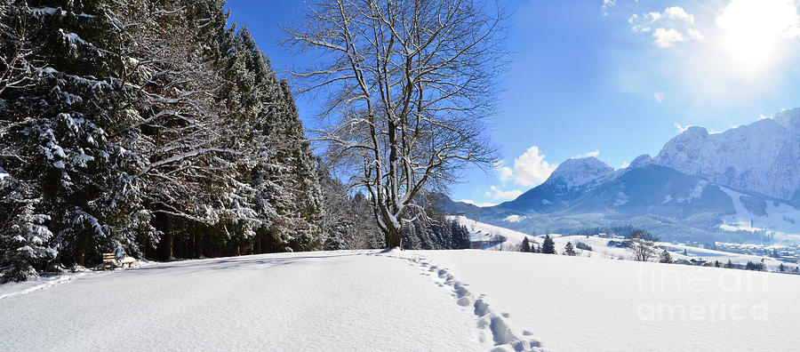 Winter Forest and Mountains Panorama Photograph by Sabine Jacobs