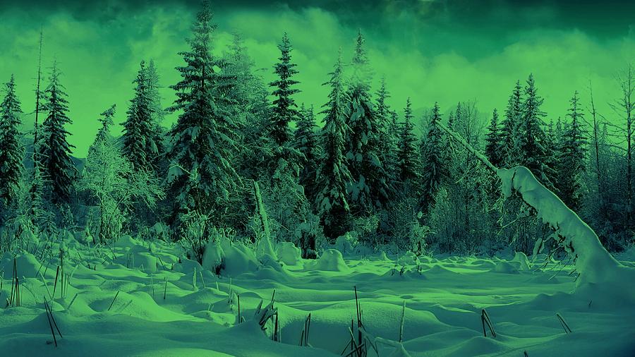 Winter Forest Dream at Dusk Photograph by David Dehner