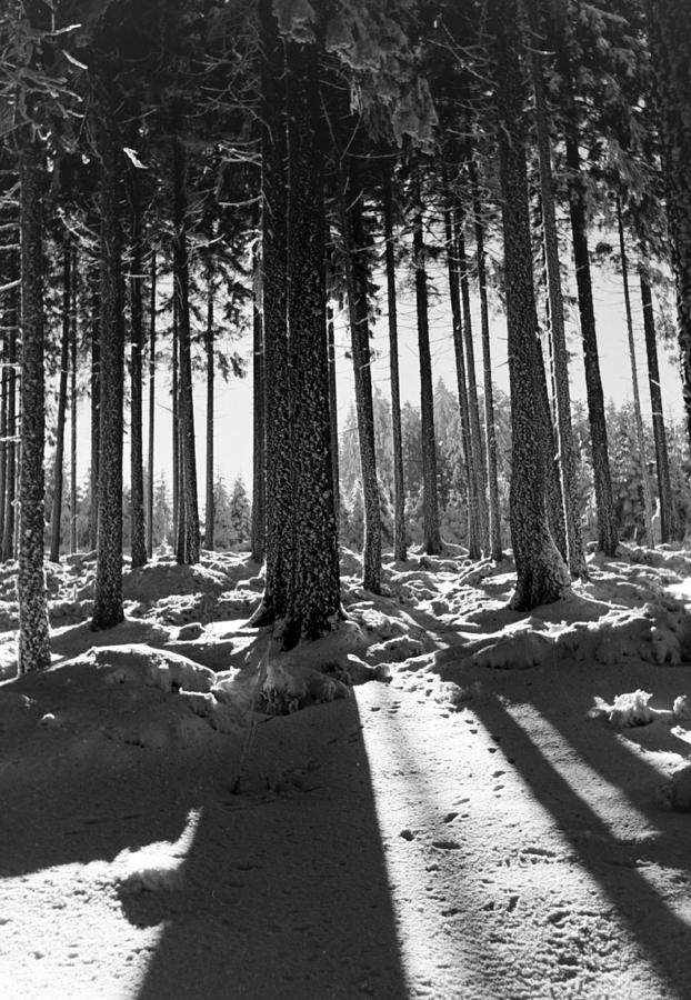 Winter Forest Photograph by German School