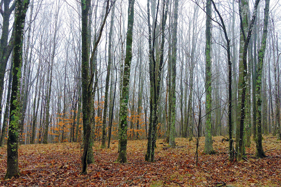Winter Forest Photograph