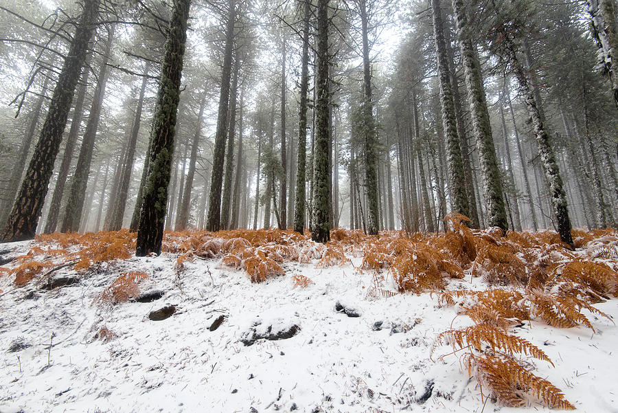 Winter forest landscape Photograph by Michalakis Ppalis