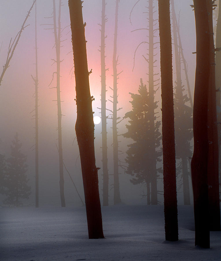 Winter Forest Photograph by Leland D Howard
