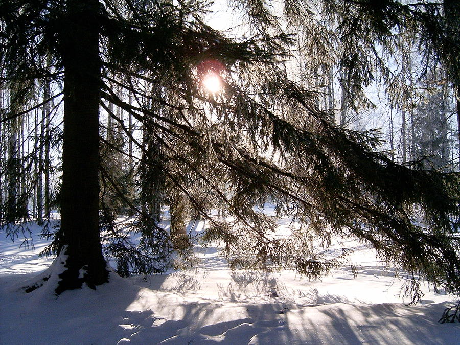 Winter Forest Photograph by Masha Batkova