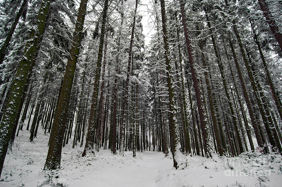 Winter forest Photograph by Michal Boubin