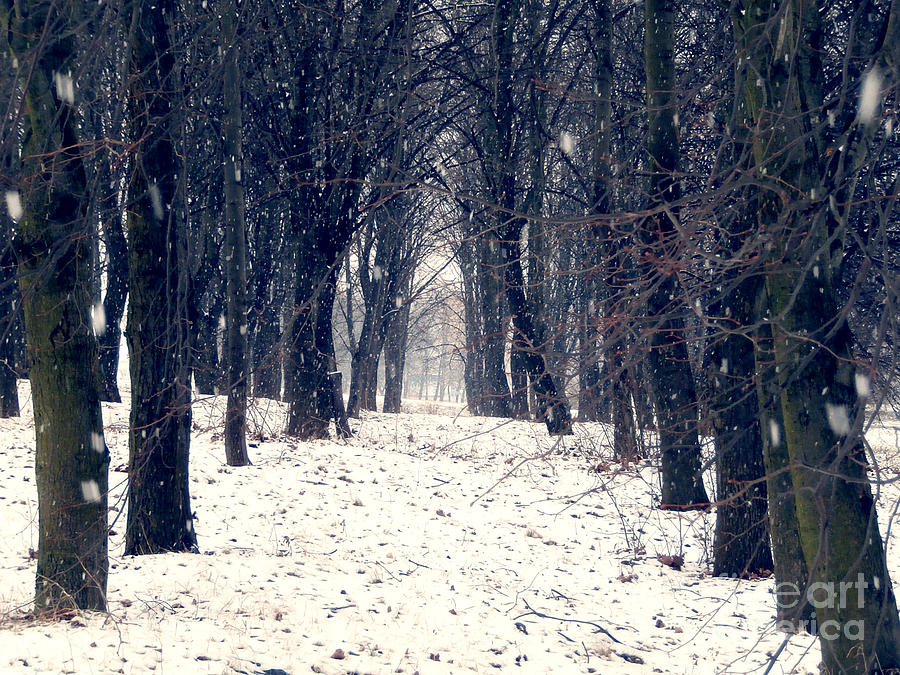 Winter Forest Photograph by Miroslav Nemecek