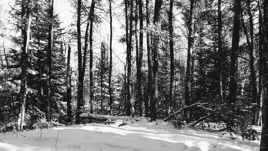 Winter Forest Paradise by Sharilee Swaity Winter Forest Paradise by Sharilee Swaity