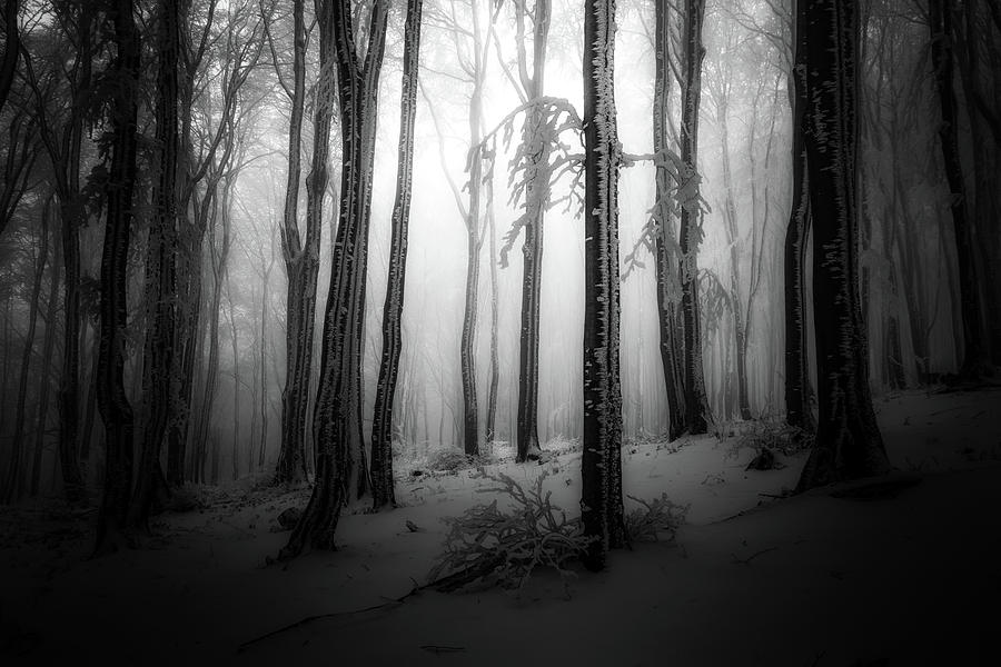 Winter forest  Photograph by Plamen Petkov