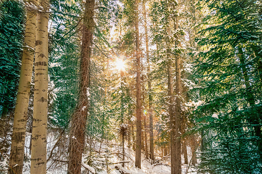 Winter Forest Sunshine Photograph by James BO Insogna